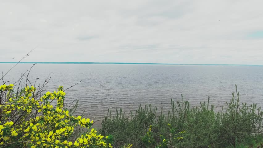 Forsythia europaea (Forsythia).  Yellow flowers sway in the wind on the river bank. Nature.