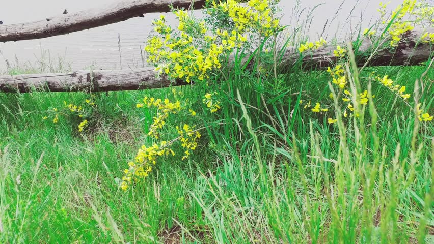 Forsythia europaea (Forsythia).  Yellow flowers sway in the wind on the river bank. Nature.