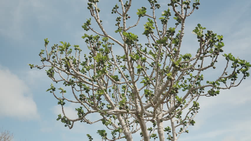 Fig Tree with Curved Bare Branches and Early Green Fruits Emerging Before Leaves against a Bright Sky Captured from a Low Angle, Early Growth Concept