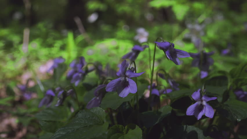Delicate Violet Forest Flower Resembling a Bell – Close-Up