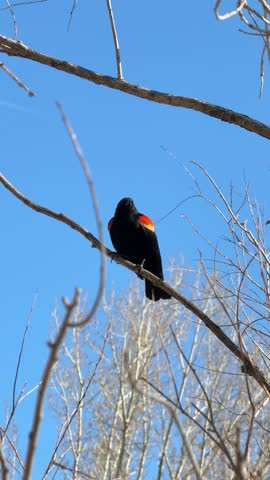 Red winged Blackbird singing in the morning 