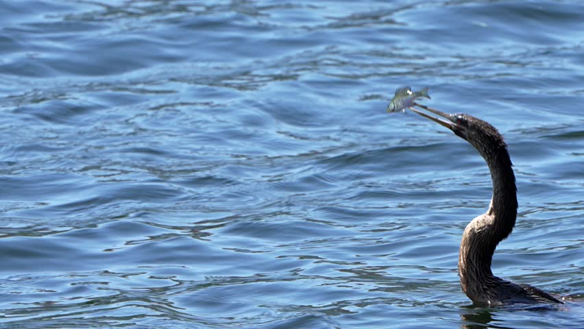 An anhinga swallows a fish in a lake in Florida