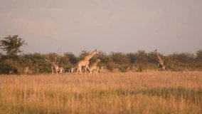 Nxai Pan National Park with animlal, atelope, zebras and giraffes in the morning light. Nature wildlife, Botswana in Africa. Savanna with big mammal herd. Traveling in Botswana - Powered by Shutterstock - Get 15% off with code: PIKWIZARD15