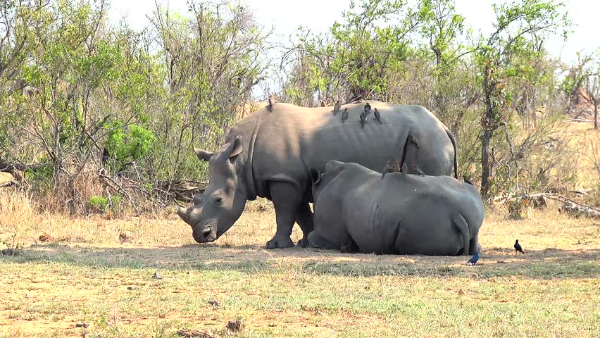 A pair of southern white rhinoceros (Ceratotherium simum simum) resting under the tree shades in the jungle on a clear sunny day