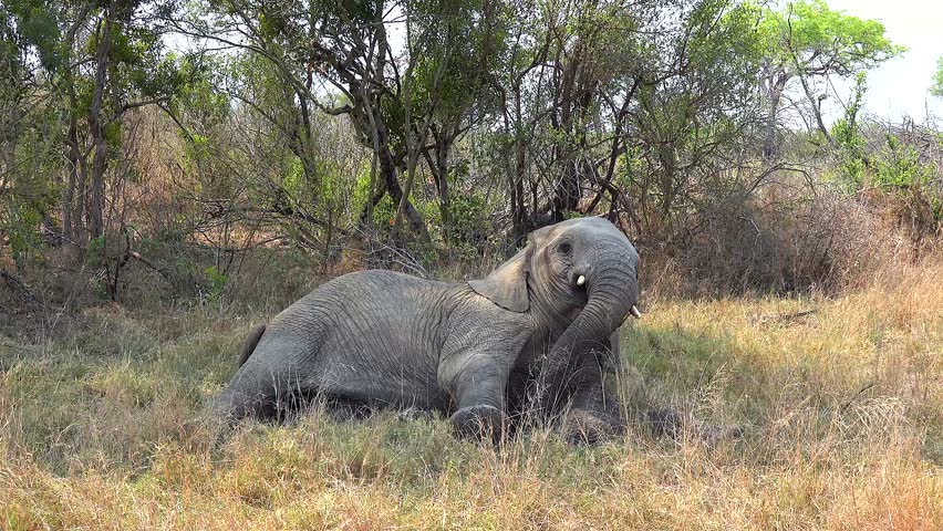 A young African bush elephant (Loxodonta africana) resting on a bed of grass in the jungle on a sunny day