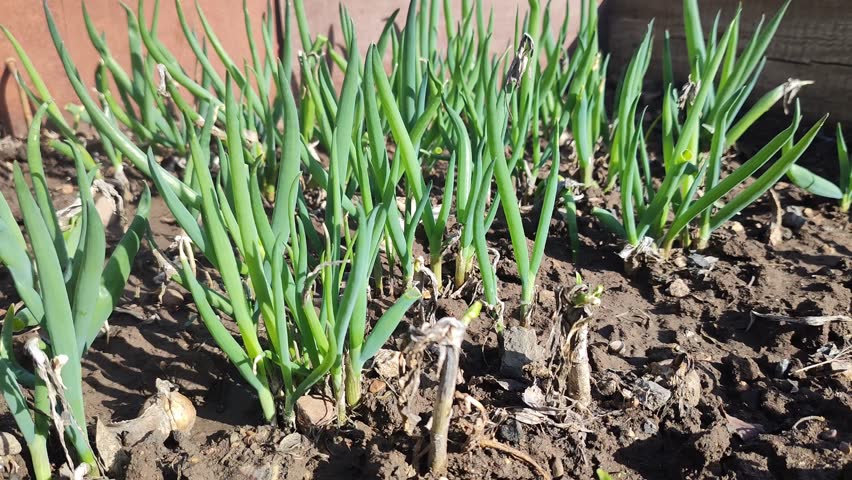 Fresh green onions. Growing vegetables, gardening. Simple video.