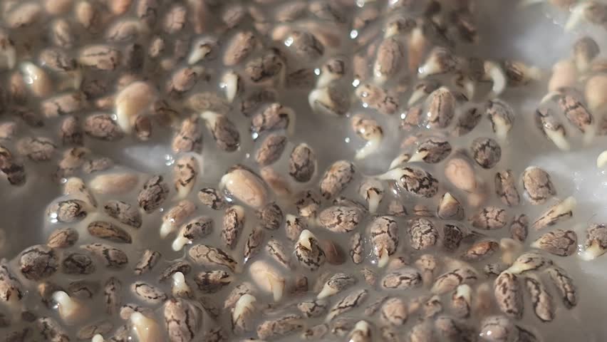 Microgreens. Growing chia at home. Three-week chia sprouts. Step-by-step instructions. Vegan and healthy eating concept.