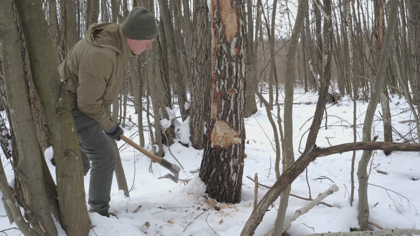 Man Chopping Tree with Axe in Winter Forest, Survivalist chopping a tree with an axe in a snowy forest for bushcraft and firewood.