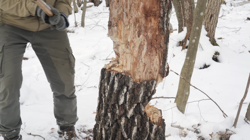 Close-up of Axe Cutting Tree in Winter Forest, Detailed close-up of an axe embedded in a tree trunk during winter survival in the forest.