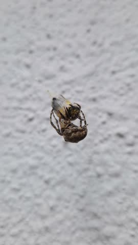 Cross Orbweaver spider capturing and wrapping a bee in its web as holds the silk-covered insect. Nature scene of predator and prey interaction, showcasing survival and ecological dynamics