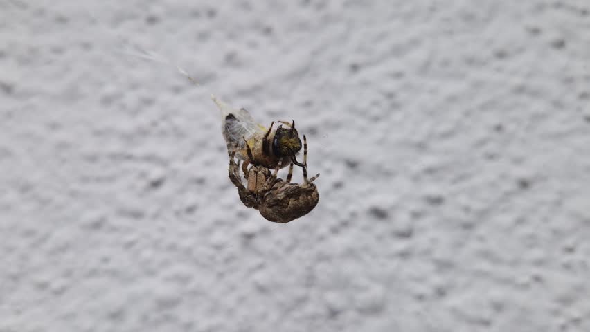 Cross Orbweaver spider capturing and wrapping a bee in its web as holds the silk-covered insect. Nature scene of predator and prey interaction, showcasing survival and ecological dynamics