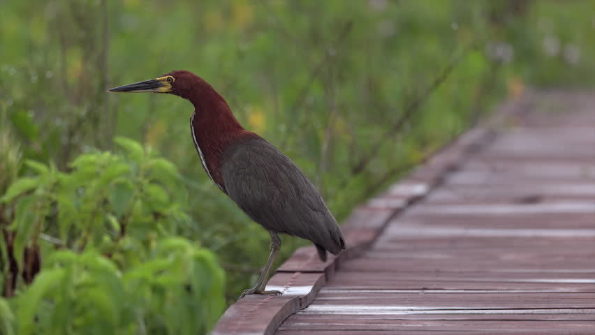 South american Rufescent Tiger-Heron Bird animal in wetland marsh boardwalk fishing