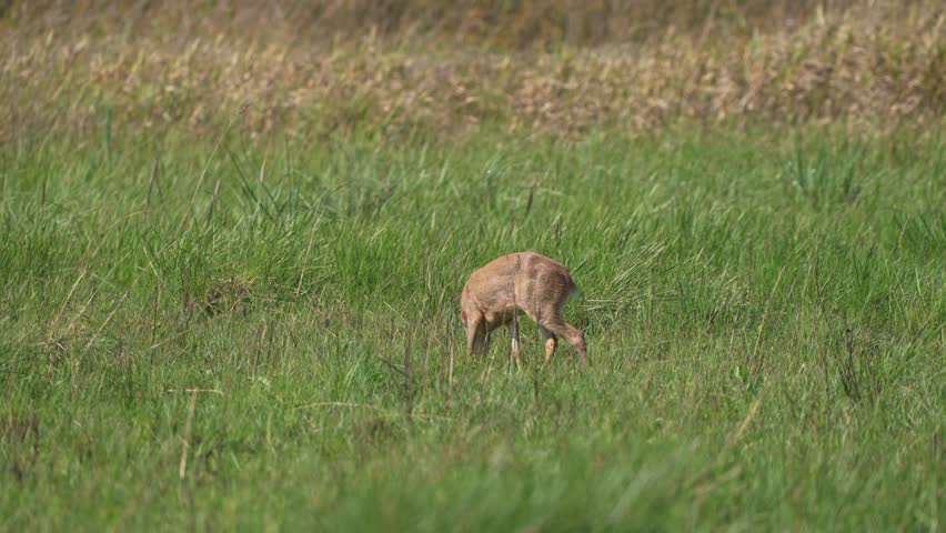 Lone Brown Brocket Deer In Wild Savannah During Sunny Day. Slow Motion Shot