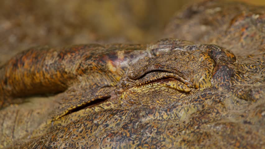 A Nile crocodile (Crocodylus niloticus) rests on the riverbank in Uganda
