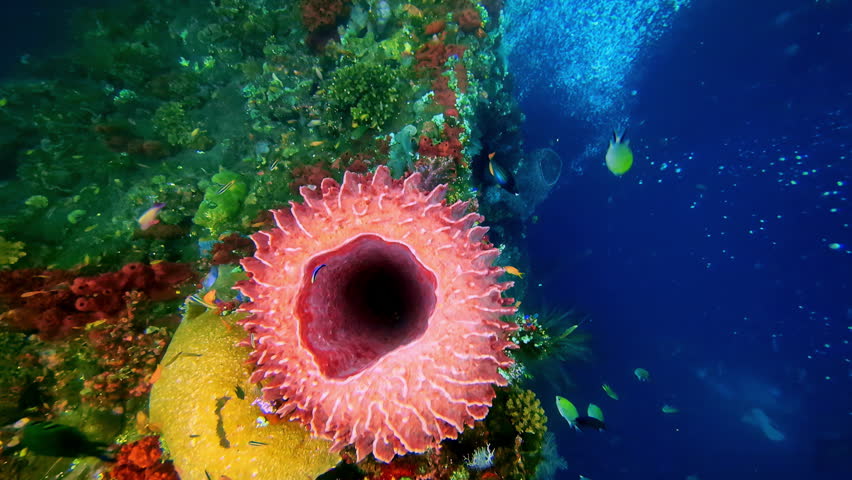 Divers exploring the impressive colorful sea wonders of Bali, Indonesia