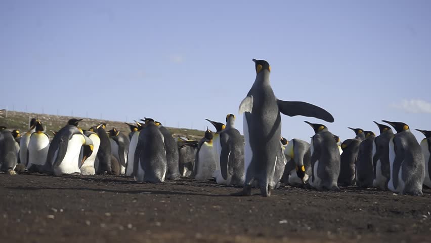 King penguin walks toward other penguins resting on the ground on isla grande de tierra del fuego