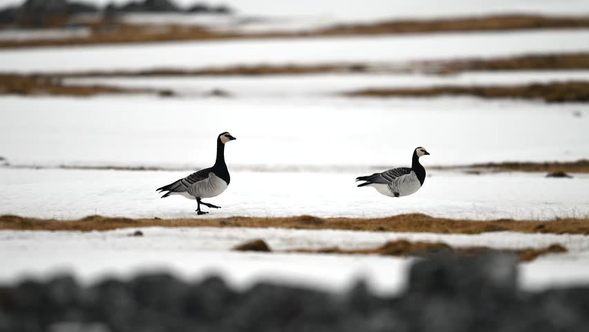 Pair of Canada Geese in flight over the snowy terrain of the Arctic at spring