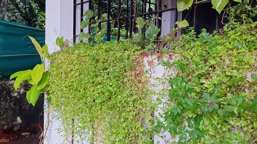 A panoramic shot shows a house wall covered with golden pothos and jiaogulan Vine-like plants thickly growing and sticking to the house wall.gardening concept.environmental concept