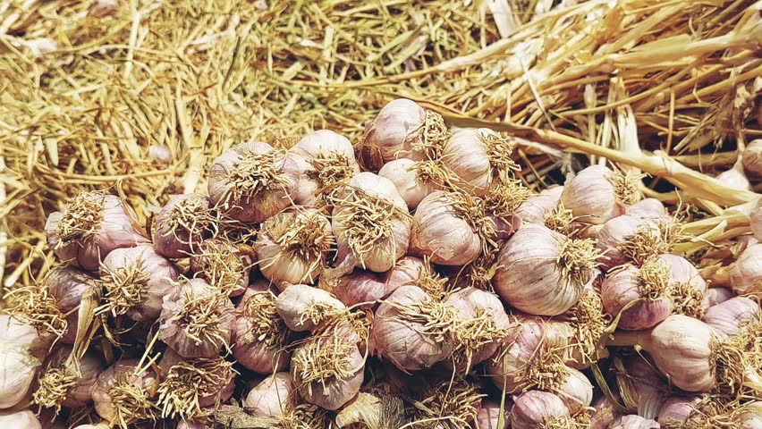 fresh garlic stock in local market punjab closeup