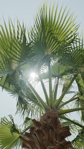 Top of the palm tree or palm tree canopy is slowly swaying in the wind. View from below of green leaves over blue sky. Vertical template.