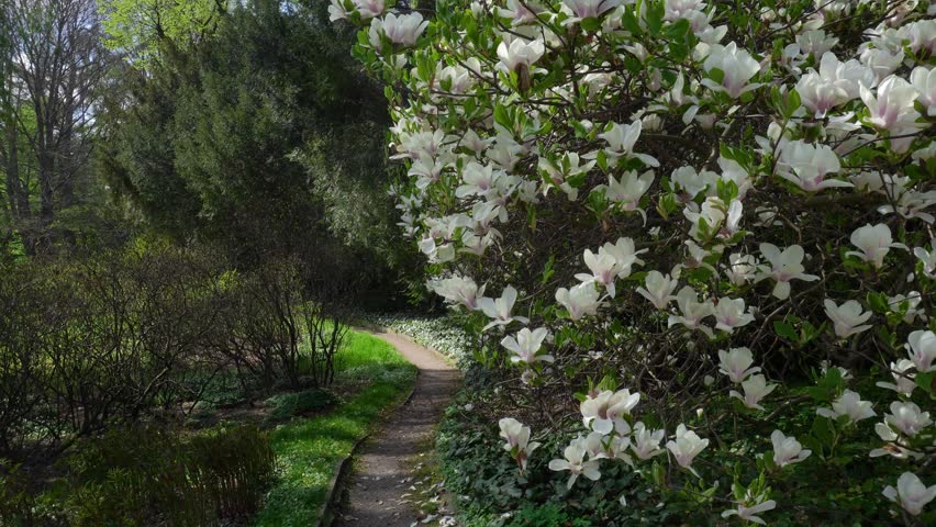 man in white tshirt, jeans, black hat is walking in sunny day near the white magnolia. breathtaking romantic flower sea in spring
