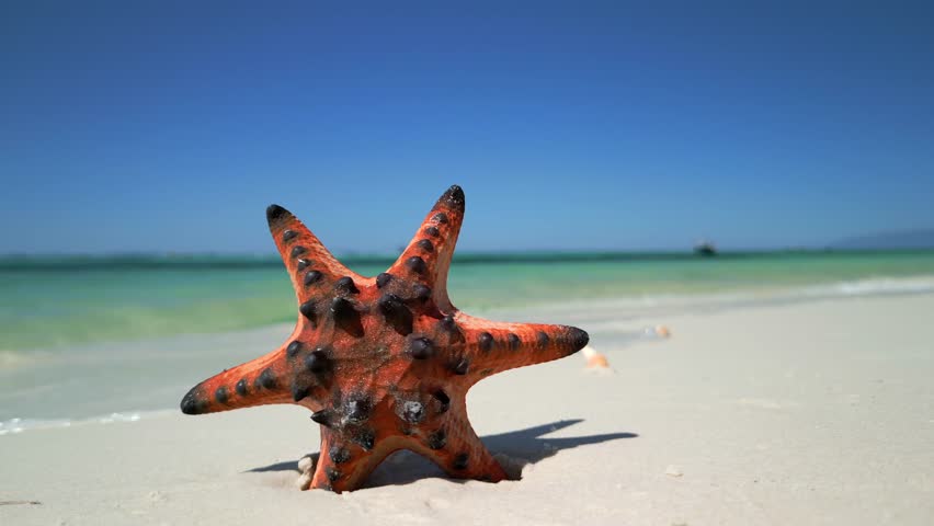 Red starfish on sandy tropical beach on Phu Quoc Island, Vietnam. Concept of summer vacation and travel.