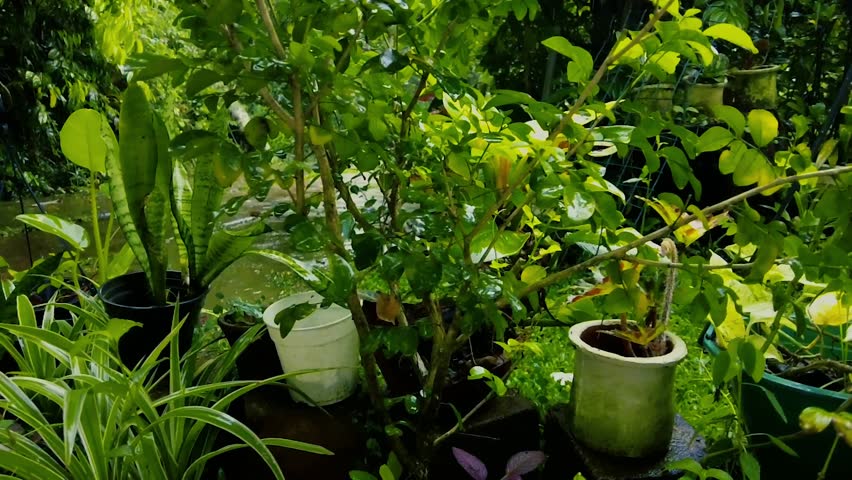 Raindrop on green leaves in the Graden