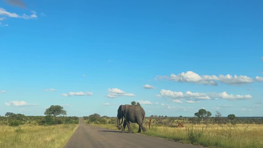 Large Majestic Elephant with big tusks crossing the tar road in game reserve,Kruger park, South Africa, Wide shot
