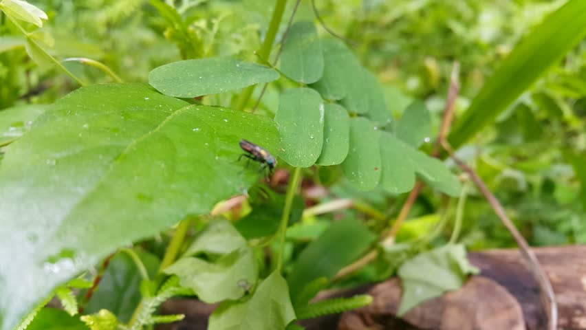 4k view of Black Soldier Fly (American Soldier Fly) resting on green leaves. Perfect for mountain documentaries and World Nature Conservation Day on July 28th.