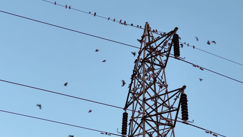 Flock of bird flying and perching on electric wire in india