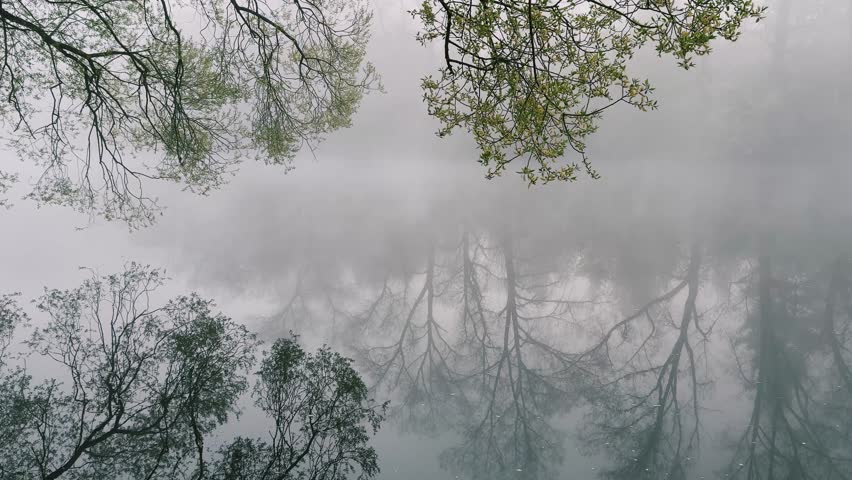 Tranquil reflection of trees in foggy water at serene lake during early morning hours