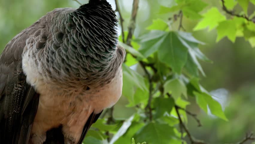 Peahen perched in a tree preening its feathers