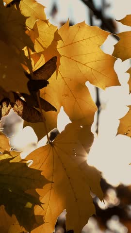 Yellow leaves in close-up in the sunlight. Autumn in the city. High quality 4k footage