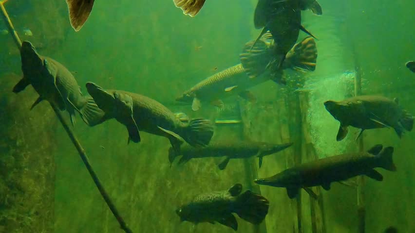 Group of alligator gar fish swimming peacefully in aquarium display pond, elongated body, greenish water, seen through pond glass, marine aquarium at Guadalajara Zoo, Jalisco, Mexico