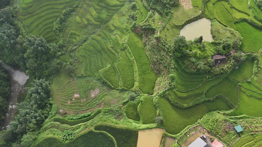 Aerial view Rice field Terraces panoramic hillside with rice farming Sapa Vietnam