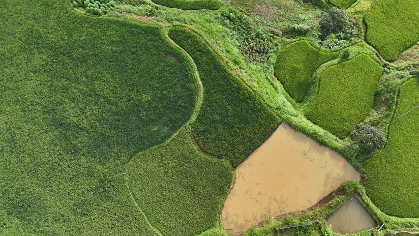 Aerial view Rice field Terraces panoramic hillside with rice farming Sapa Vietnam