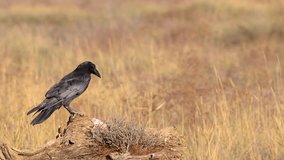 Common Raven feeding on a tree stump in a dry, grassy open field, displaying its scavenging behavior in natural habitat. - Powered by Shutterstock - Get 15% off with code: PIKWIZARD15