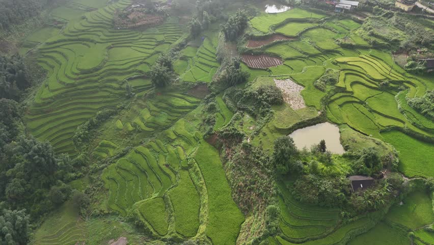 Aerial view Rice field Terraces panoramic hillside with rice farming Sapa Vietnam
