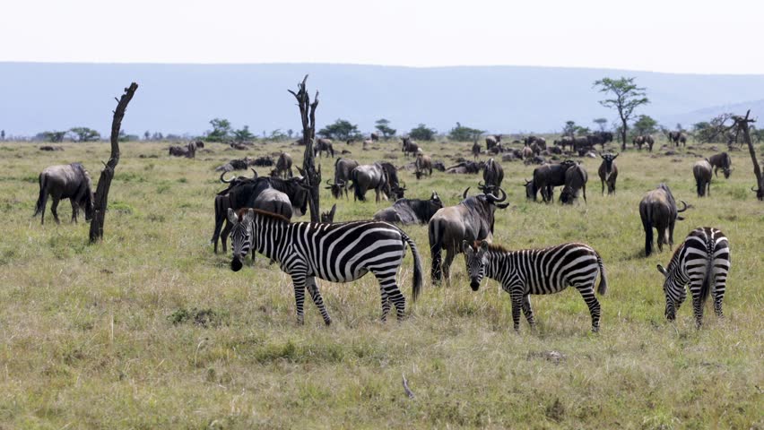 A zebra and wildebeest roam the expansive plains of Masai Mara, Kenya, captured in slow motion, highlighting the beauty of African wildlife.