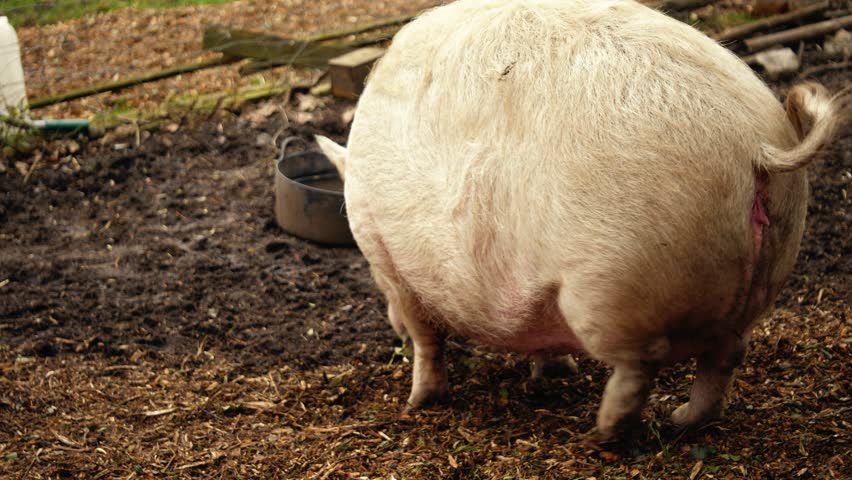 Pig in dirt looking for food medium 4k shot selective focus