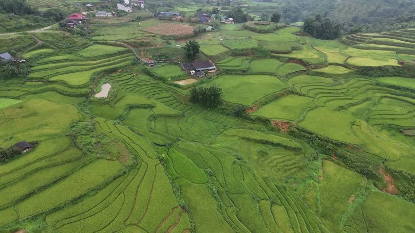 Aerial view Rice field Terraces panoramic hillside with rice farming Sapa Vietnam