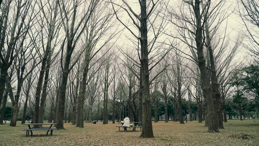 Leafless Trees in Yoyogi Park during Spring 1