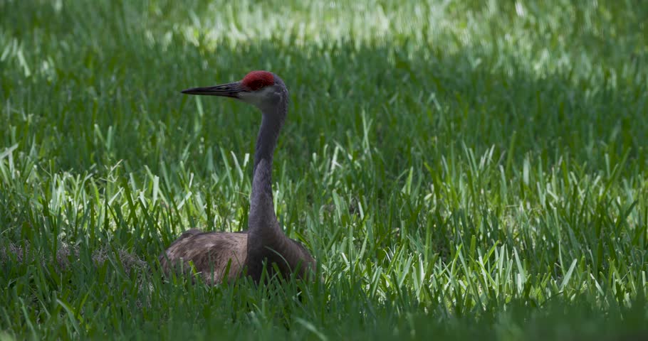 A sandhill crane stands alert in tall green grass with soft dappled sunlight filtering through
