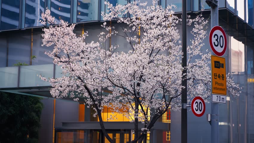 Cherry Blossom in The Street Of Gangnam In Seoul, South Korea. - static shot
