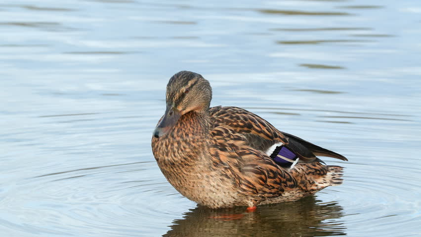 duck bird mallards female preen feather close view Anas platyrhynchos bird sanctuary norway