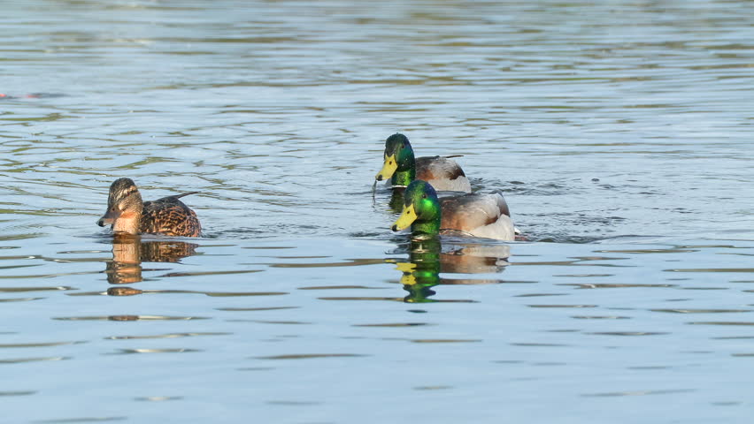 duck bird mallards swim in water Anas platyrhynchos bird sanctuary norway