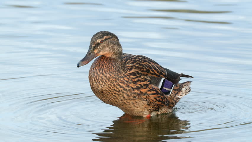 duck bird mallards female preen feather close view Anas platyrhynchos bird sanctuary norway