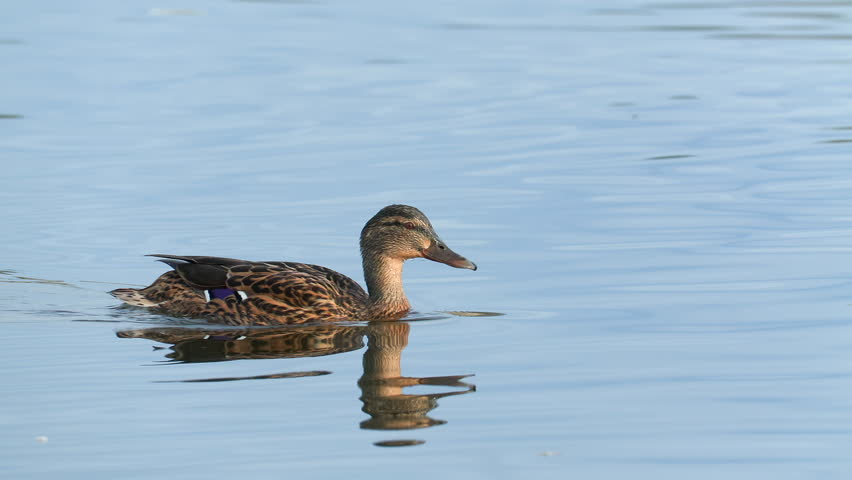 duck bird mallards swim in water Anas platyrhynchos bird sanctuary norway