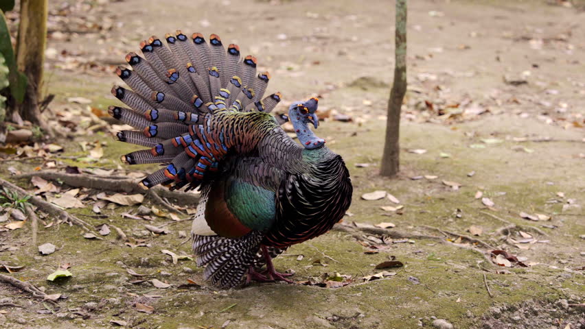 Kúuts. Ocellated colorful wild turkey. Exotic bird open tail feathers. beautiful plumage. slow motion