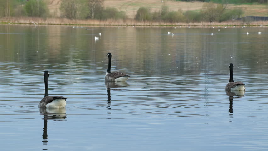 canada goose swim water calling shake head Branta canadensis ostensjovannet bird sanctuary norway